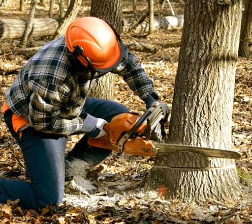 Tree Removal in West Olive, MI